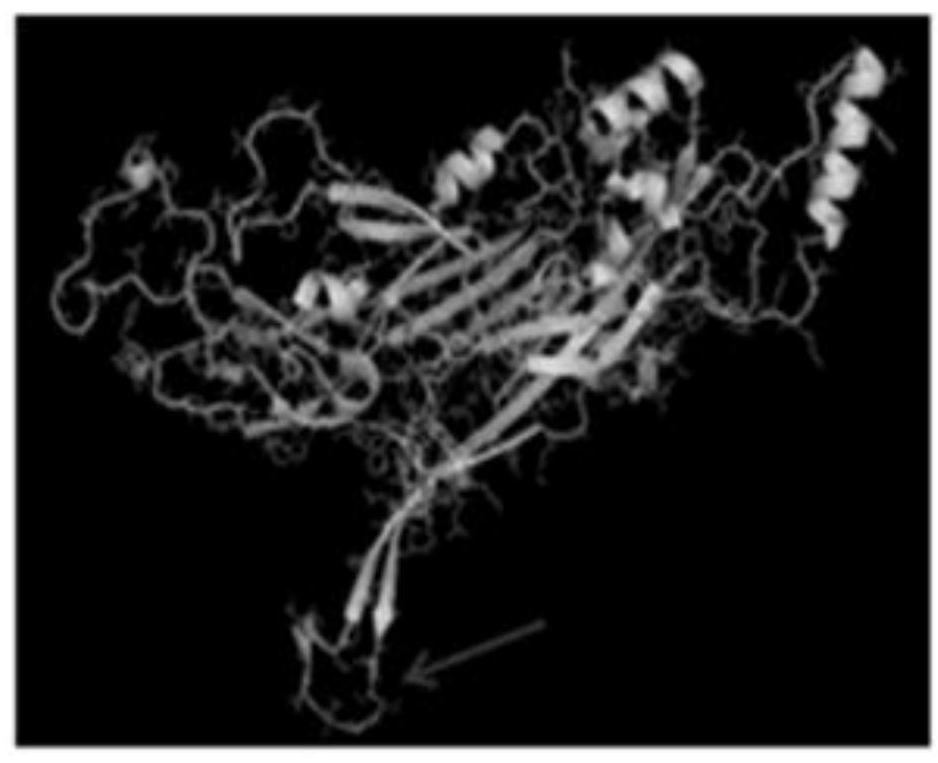 Recombinant vector, recombinant protein and virus-like particle of human papilloma virus 16-type epitope chimeric L1 as well as preparation and application thereof