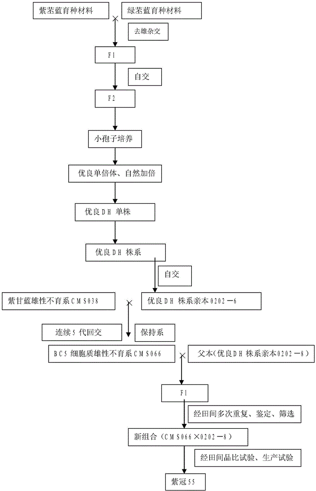 Breeding and cultivating method for early-matured and disease-resistant brassica oleracea