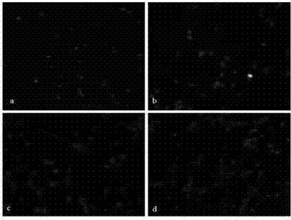 Novel application of icariin