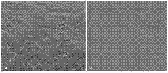 Novel application of icariin