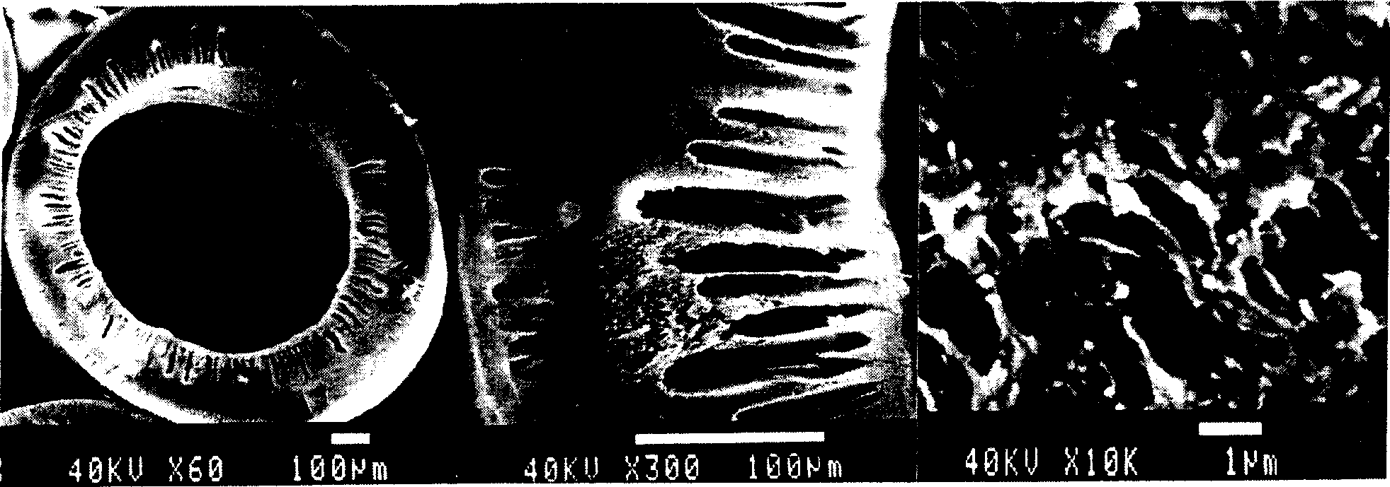 Method for amplifying mensenchymal stem cell under three-dimensional dynamic condition