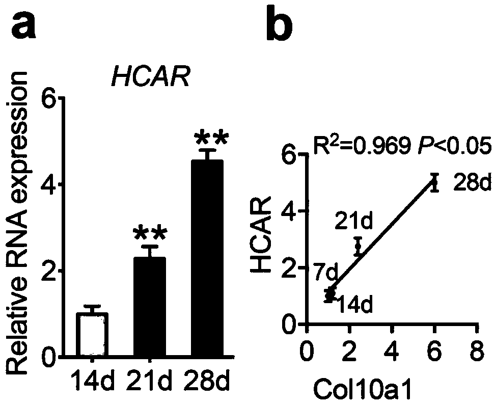 Application of long-chain non-coding RNA lnc-HCAR in preparation of bone repair system and bone repair system and preparation method thereof