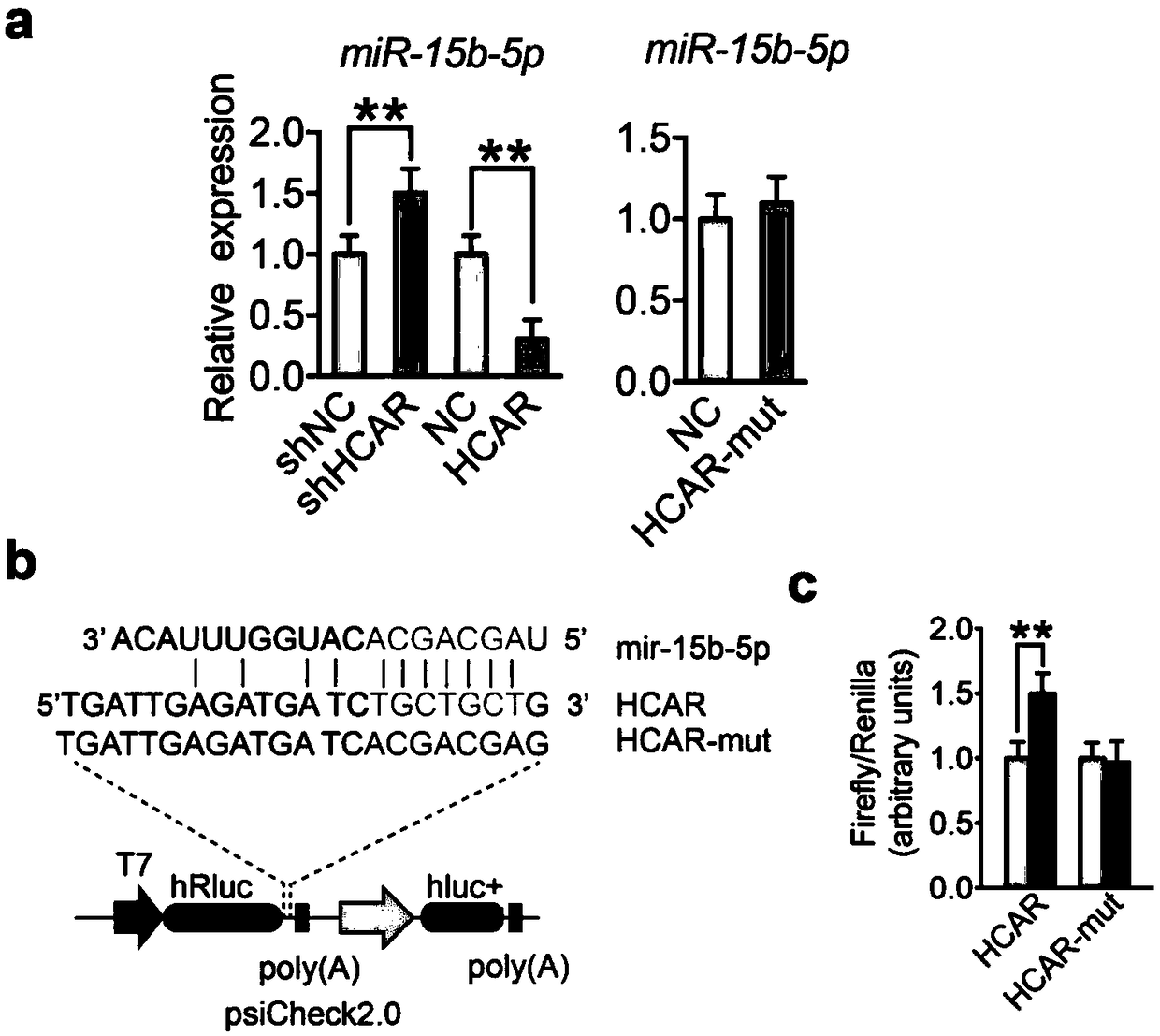 Application of long-chain non-coding RNA lnc-HCAR in preparation of bone repair system and bone repair system and preparation method thereof