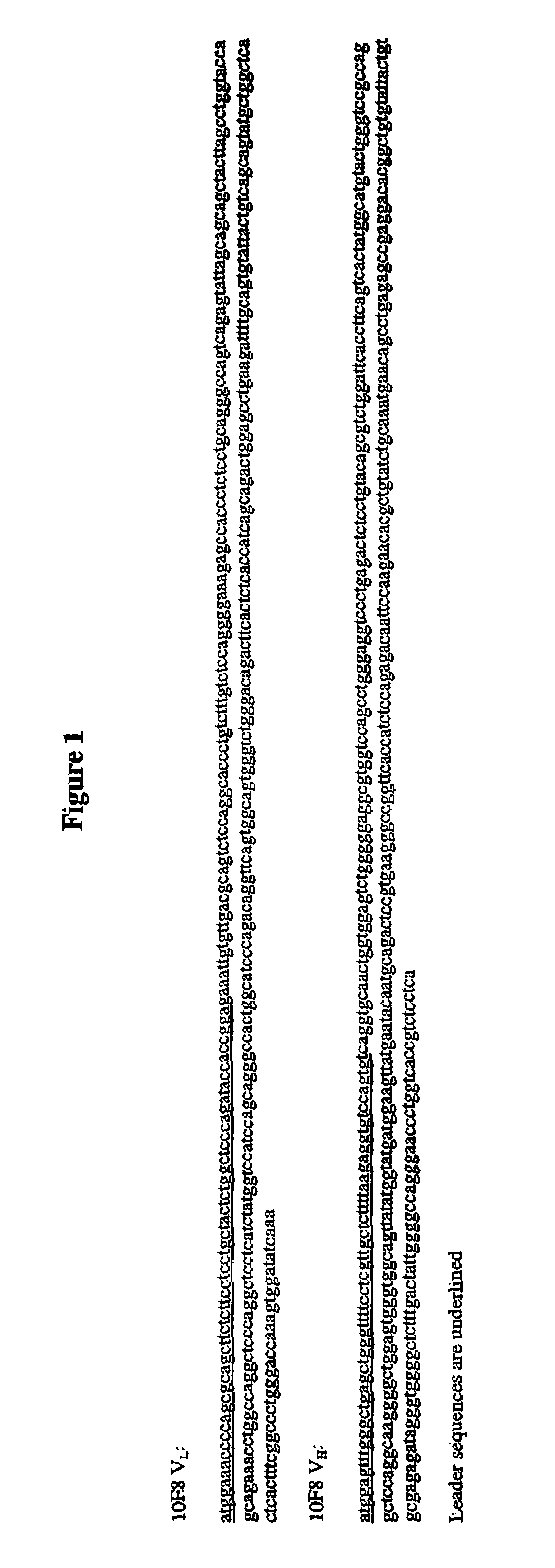 Human monoclonal antibodies against interleukin 8 (IL-8)