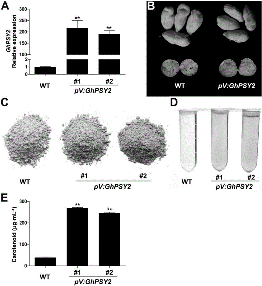 Method for improving cottonseed nutritional quality and application thereof