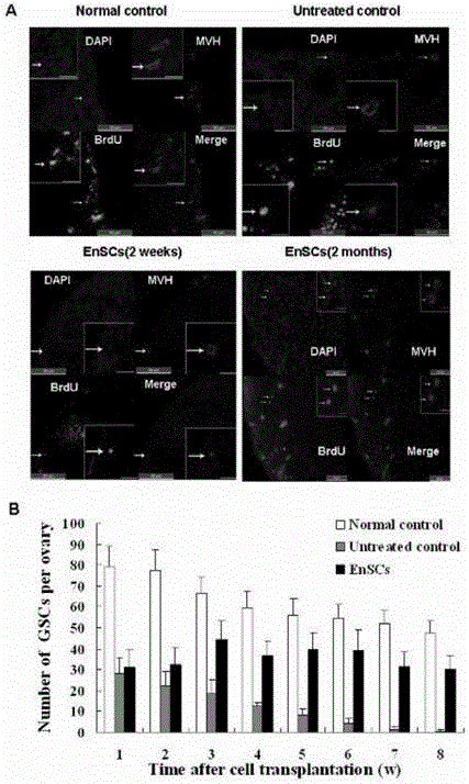 Applications of human endometrium stem cells in preparation of drugs for premature ovarian failure treatment