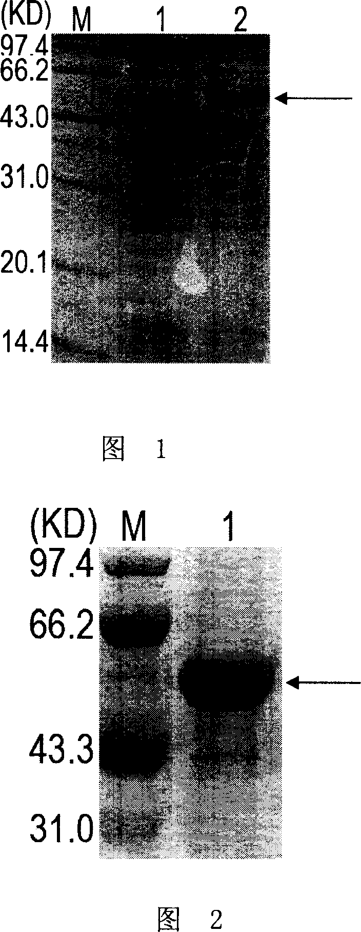 Enzyme linked immunoreaction reagent kit for detecting rabies virus