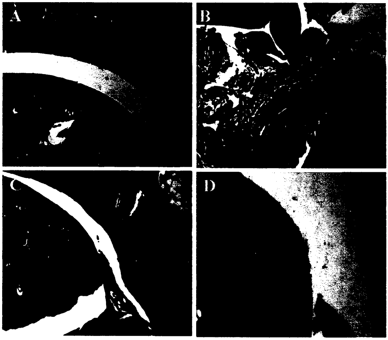 Test method for expression of Ermiao powder on rheumatoid arthritis inflammation suppression factors