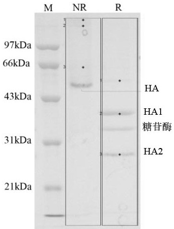 Subunit influenza vaccine split agent and application thereof