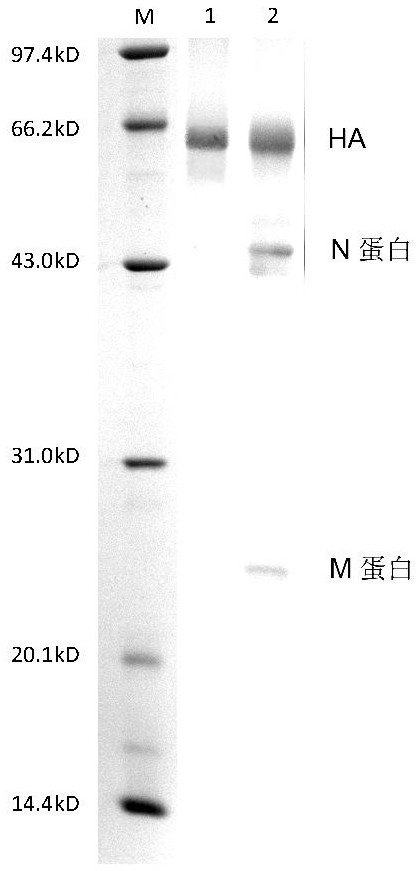 Subunit influenza vaccine split agent and application thereof