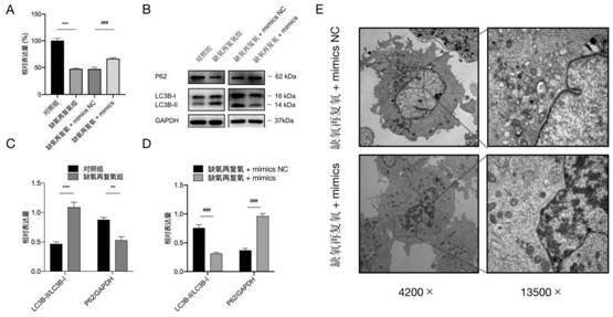 Screening method of tsRNA related to myocardial ischemia reperfusion