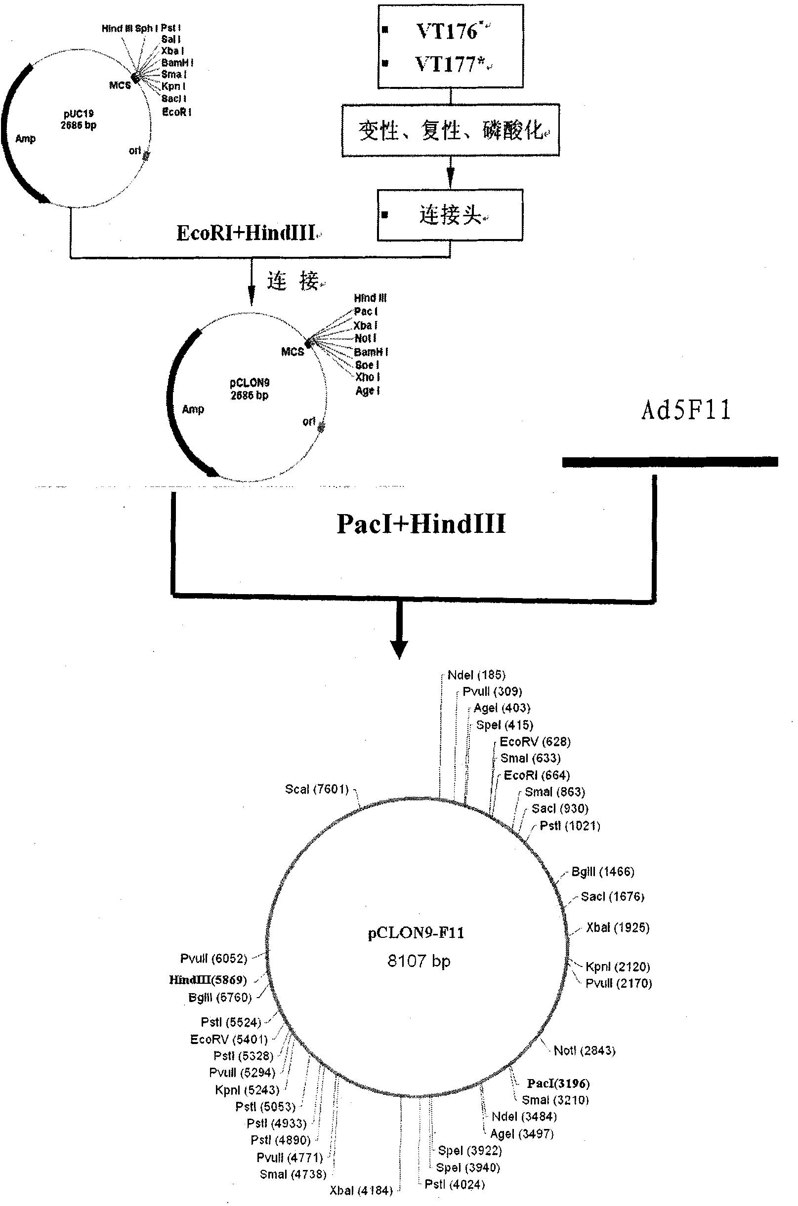 Proliferous type recombination oncolytic adenovirus containing 11-type adenovirus cilia protein gene, construction method and application thereof