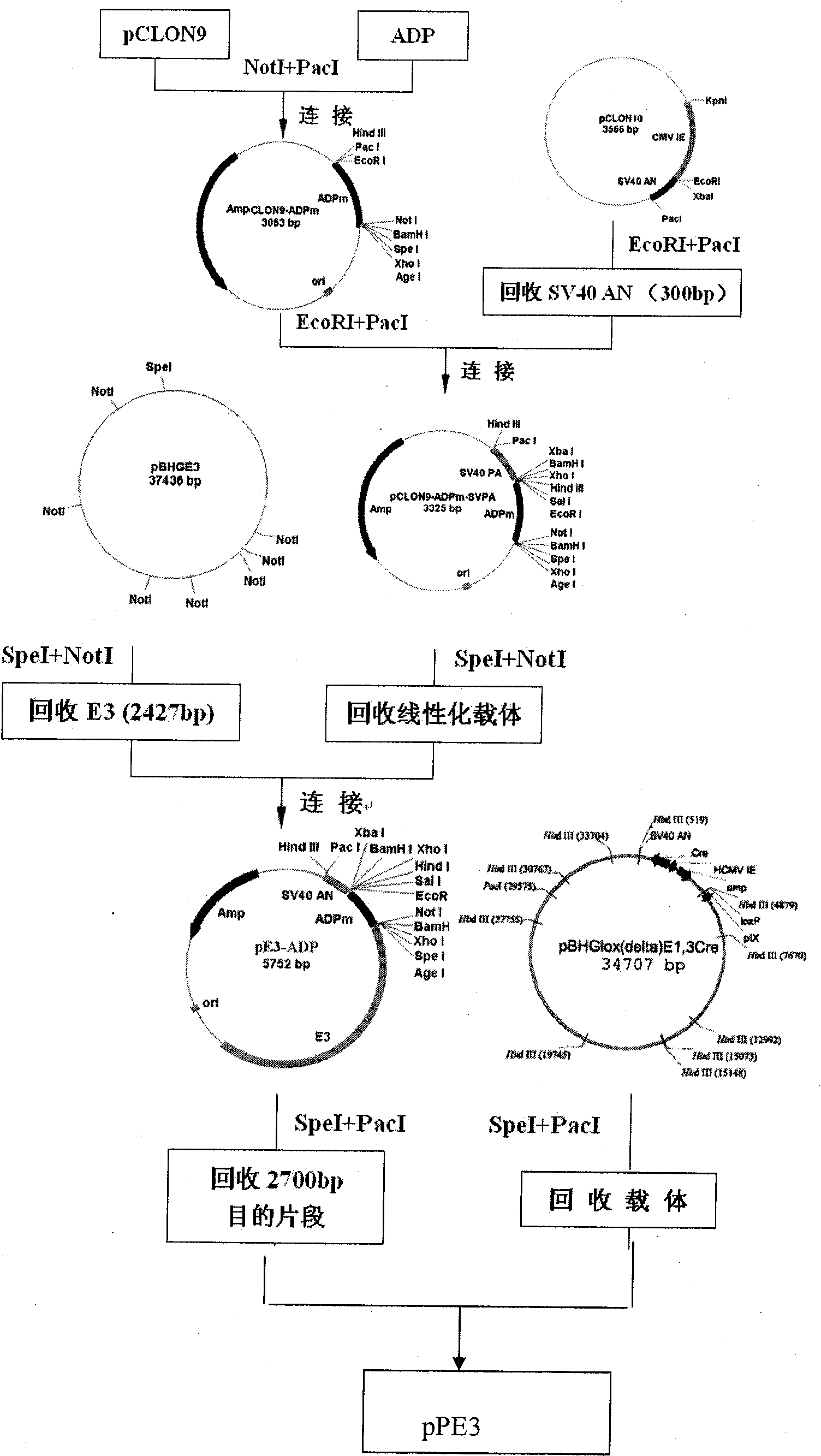 Proliferous type recombination oncolytic adenovirus containing 11-type adenovirus cilia protein gene, construction method and application thereof