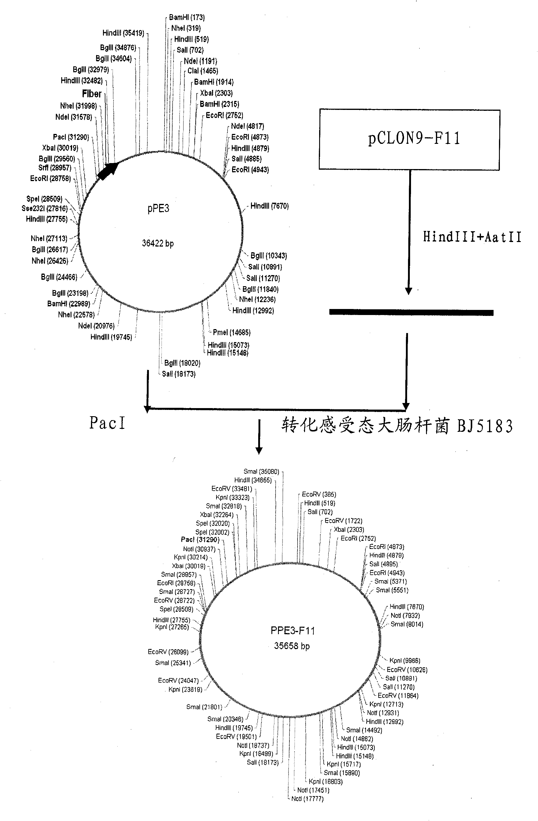 Proliferous type recombination oncolytic adenovirus containing 11-type adenovirus cilia protein gene, construction method and application thereof