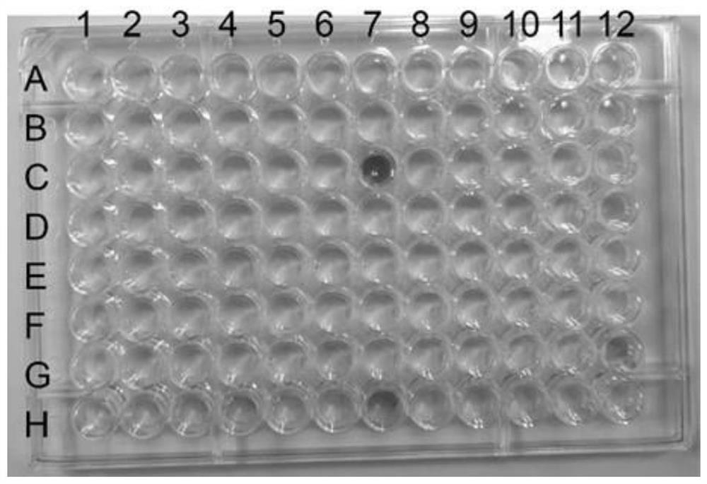 Flavone 3 beta-hydroxylase reductase coenzyme mutant and application thereof