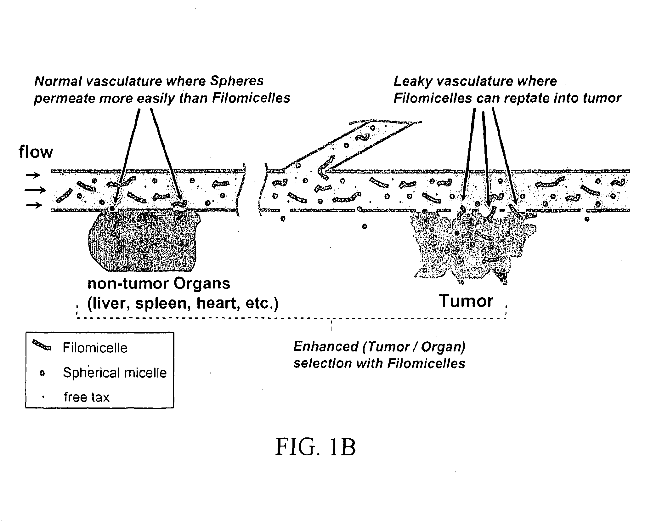 Method of Treating a Tumor and Biodistribution of a Drug Delivered by Worm-Like Filomicelles