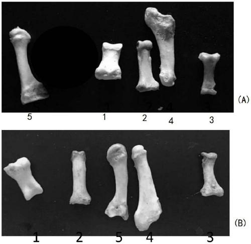 Preservation of Bone Specimens by Using Vacuum Impregnation Technology