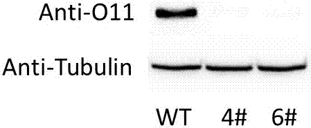 Corn transcription factor ZmbHLH167 and application thereof