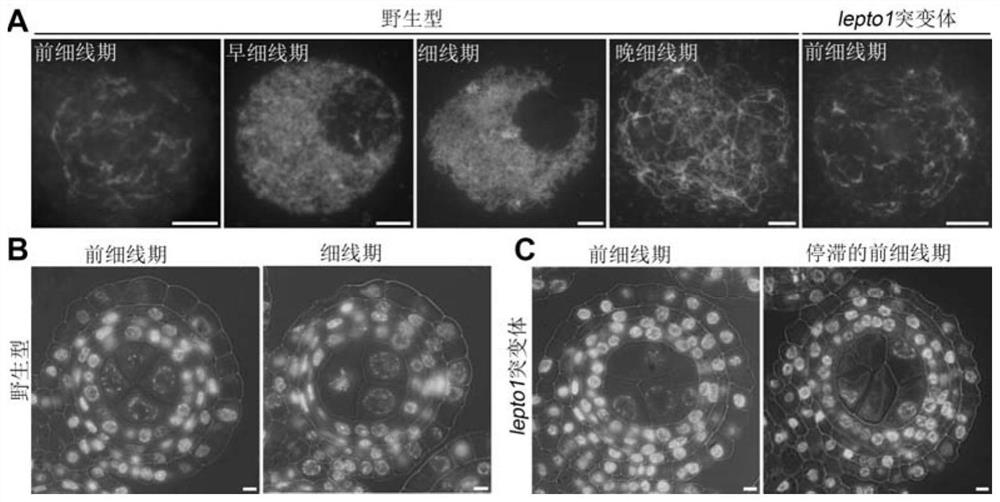 Application of lepto1 and its encoded protein in rice fertility control