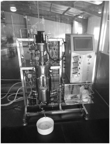 Composite microbial agent with biocontrol and nutrition effects