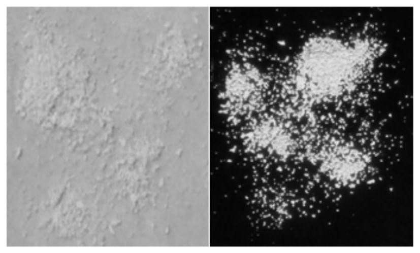 A kind of synthesis method of benzo[c,d]indole compound containing sulfur or selenium