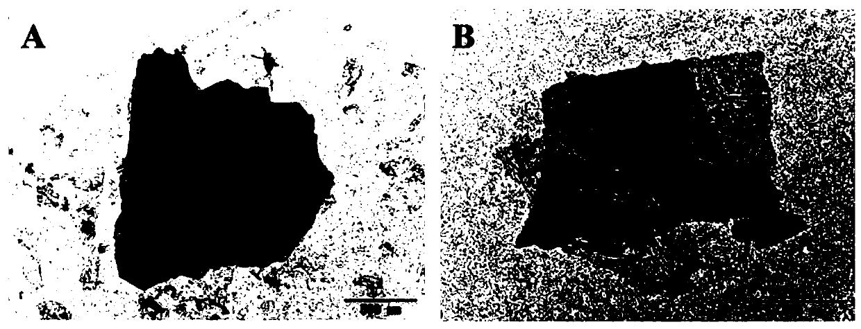 Method for detecting alpha-fetal protein on basis of RGO-CS-Fc/Au NPs nano composite material and aptamers