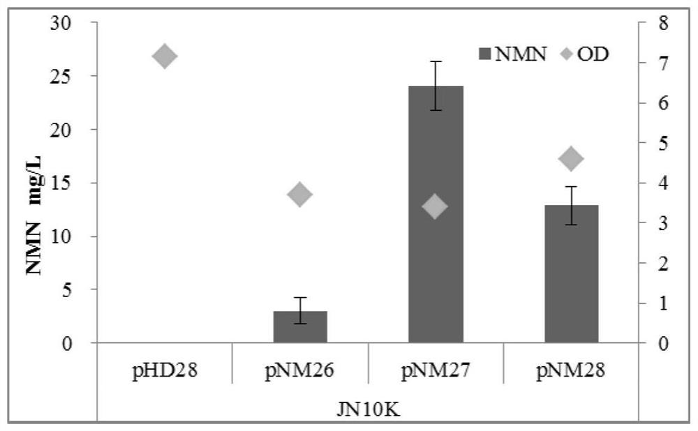 Novel recombinant microorganism with NMN synthesis path and production method