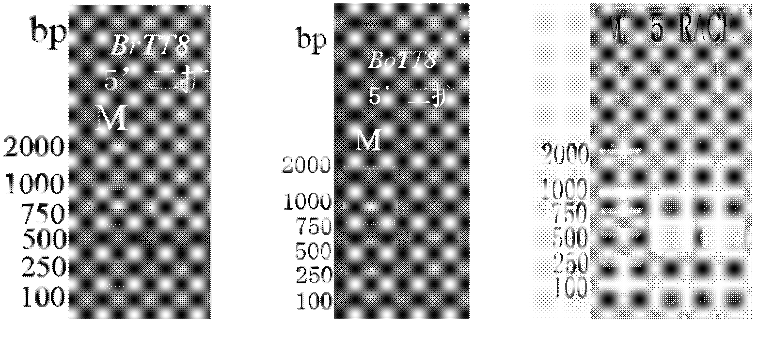 Chinese cabbage TT8 gene family and application thereof