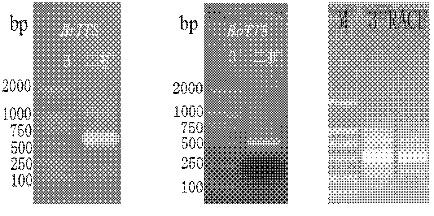 Chinese cabbage TT8 gene family and application thereof