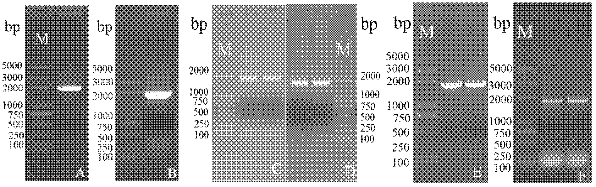 Chinese cabbage TT8 gene family and application thereof