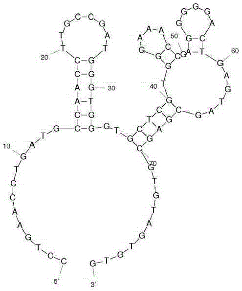 Nucleic acid adapter used for detecting human high-metastasis colon cancer cell strain LoVo and detection kit