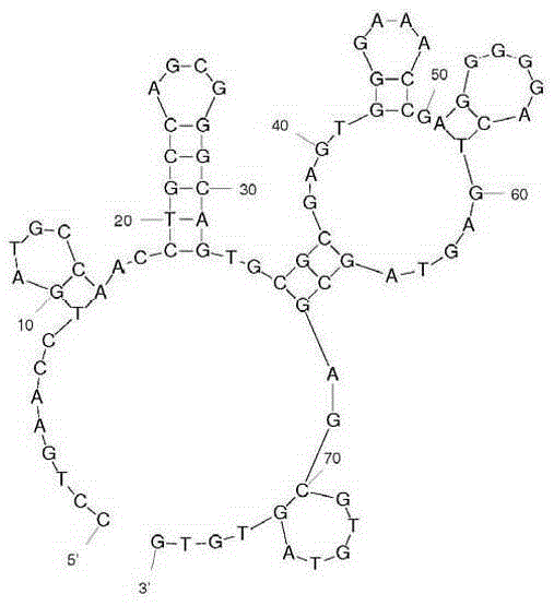 Nucleic acid adapter used for detecting human high-metastasis colon cancer cell strain LoVo and detection kit