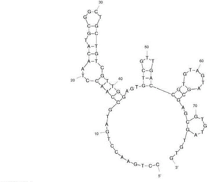 Nucleic acid adapter used for detecting human high-metastasis colon cancer cell strain LoVo and detection kit