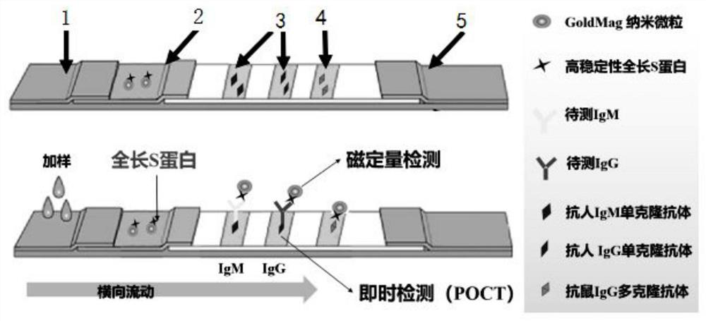 High-stability novel coronavirus spike protein, related biological material, application of related biological material, detection test paper and detection kit