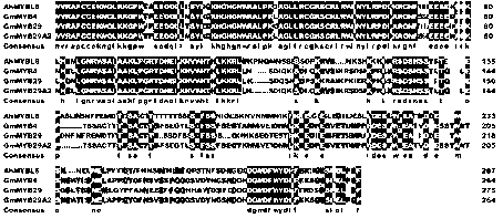 Cloning and function expression method of adversity stress AhMYBL6 gene in peanut