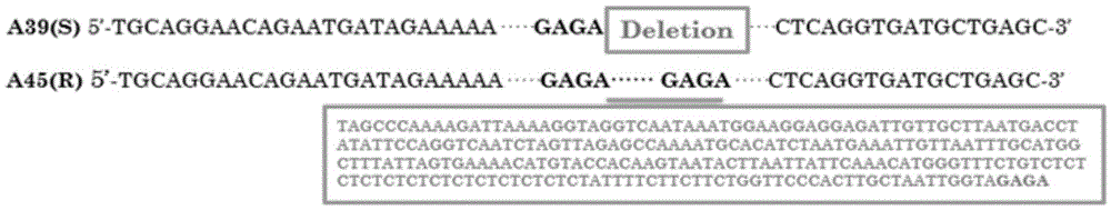 InDel molecular marker based on TYLCV (tomato yellow leaf curl virus) resistance gene Ty-3