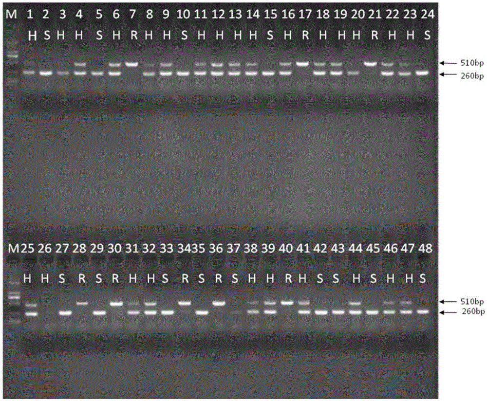 InDel molecular marker based on TYLCV (tomato yellow leaf curl virus) resistance gene Ty-3