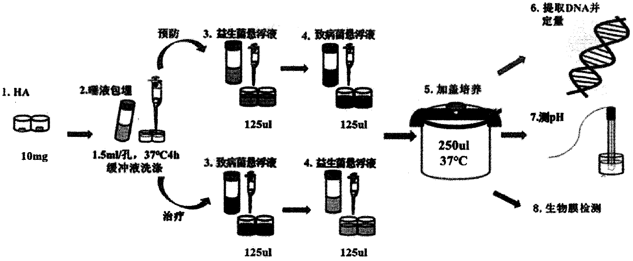 Application of lactobacillus paracasei L9 to prevention or treatment oral disease and regulation of oral cavity flora