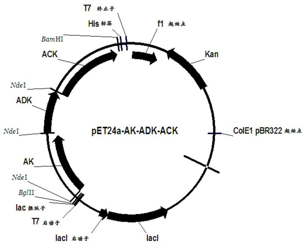 A recombinant expression vector, recombinant expression host and method for synthesizing adenosine triphosphate