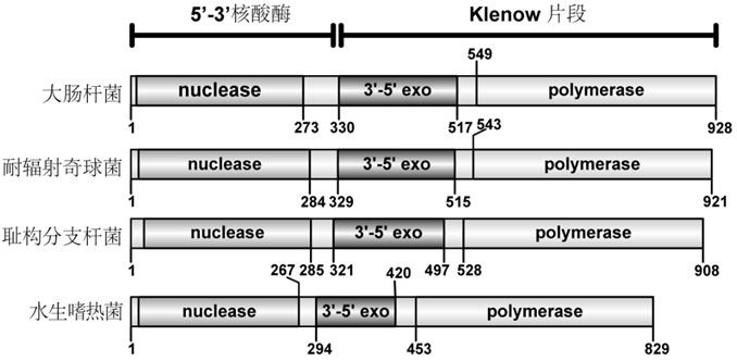 A high-fidelity polymerase with gap DNA preference and its application