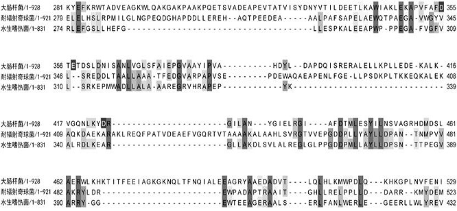 A high-fidelity polymerase with gap DNA preference and its application