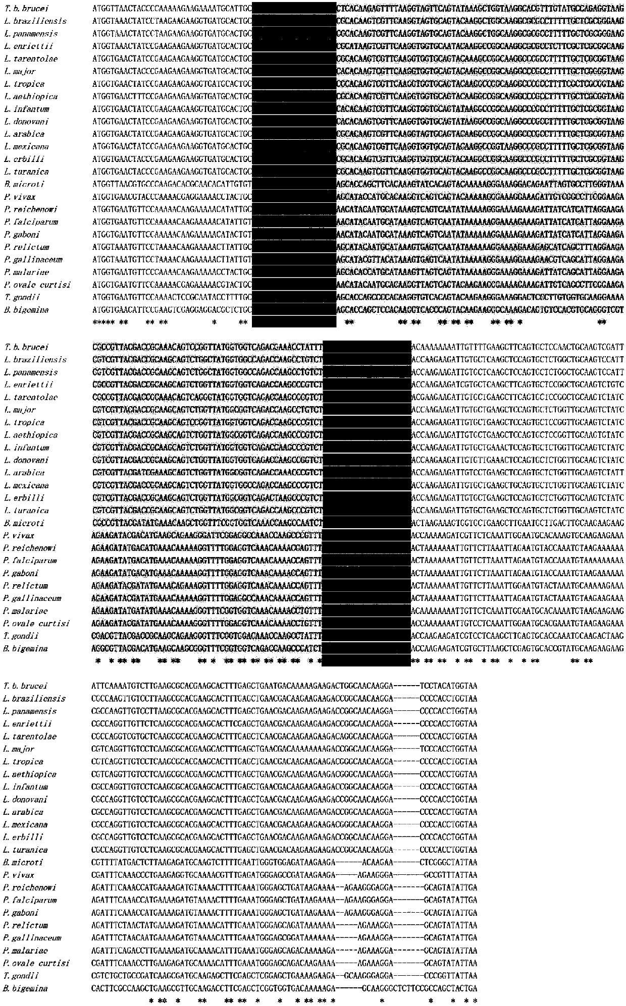 Specific primer for detecting trypanosome protozoan, detection method and application