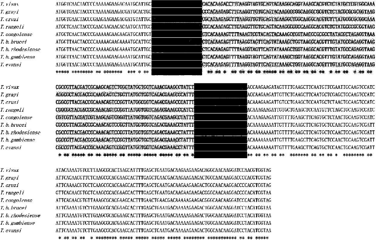 Specific primer for detecting trypanosome protozoan, detection method and application