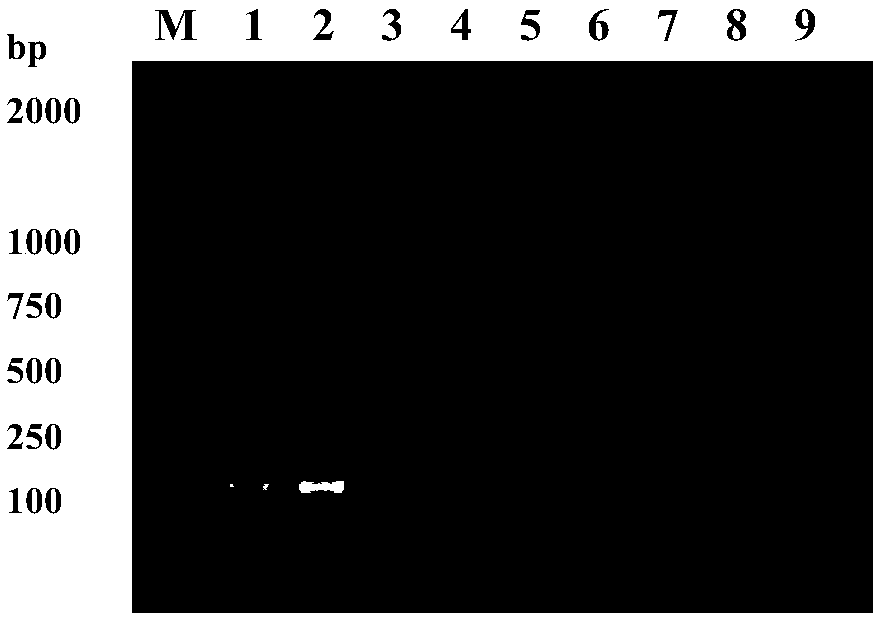 Specific primer for detecting trypanosome protozoan, detection method and application