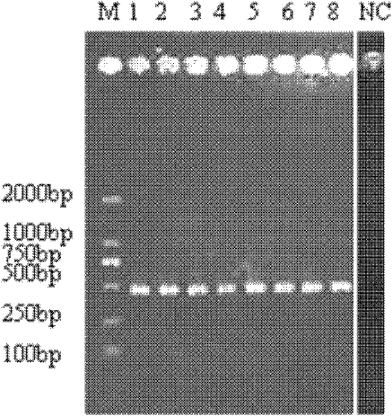 Stress tolerance related 14-3-3 protein GRF9 and application thereof