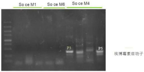 Novel epothilone biosynthetic gene P3 promoter as well as preparation method and application thereof