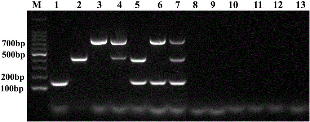 Primer group for identifying mycoplasma bovis, bovine viral diarrhea virus and infectious bovine rhinotracheitis virus and application thereof