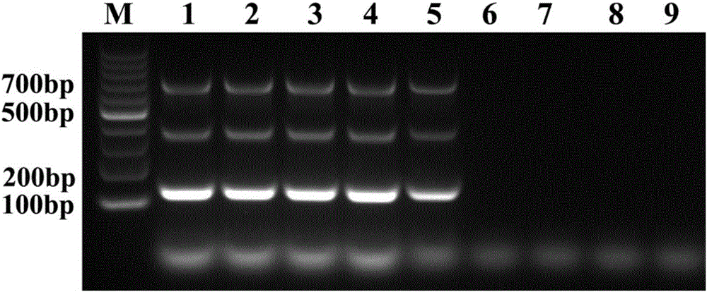 Primer group for identifying mycoplasma bovis, bovine viral diarrhea virus and infectious bovine rhinotracheitis virus and application thereof