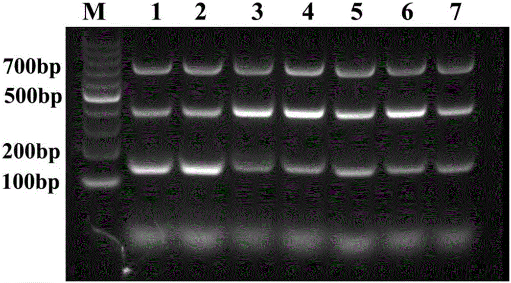 Primer group for identifying mycoplasma bovis, bovine viral diarrhea virus and infectious bovine rhinotracheitis virus and application thereof