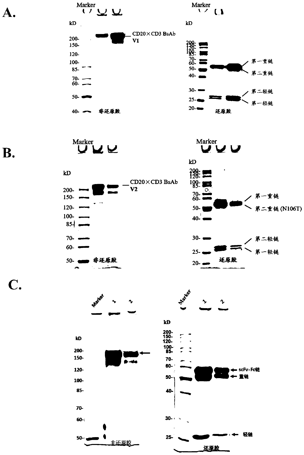 Bispecific antibody and preparation method and application thereof